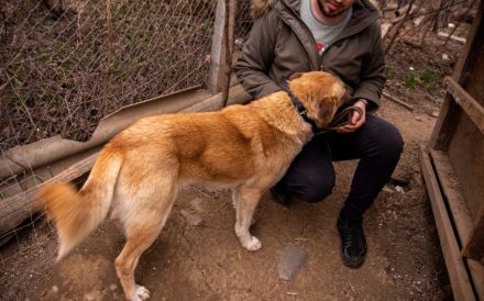 Freundlicher und lebensfroher Abruzzo sucht ein neues Zuhause