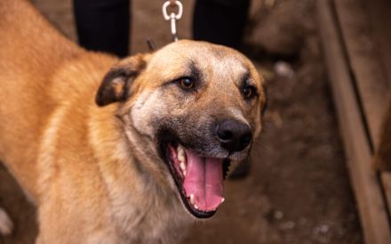 Freundlicher und lebensfroher Abruzzo sucht ein neues Zuhause