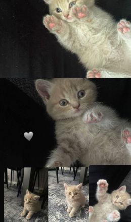 BKH weiblich 8 Wochen alt