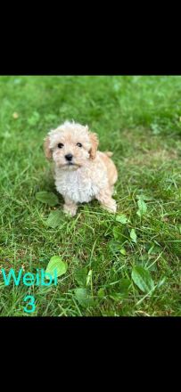 Maltipoo Weibschen Aprico**
