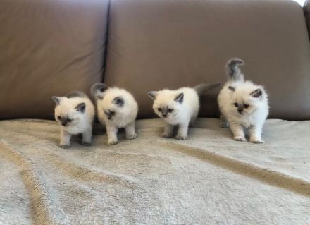 Reinrassige BKH BLH blue Point Kitten
