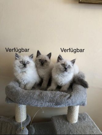 Reinrassige BKH BLH blue Point Kitten