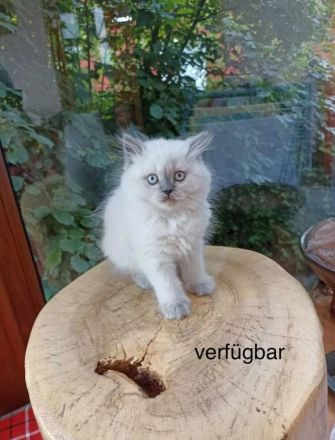 Reinrassige BKH BLH blue Point Kitten
