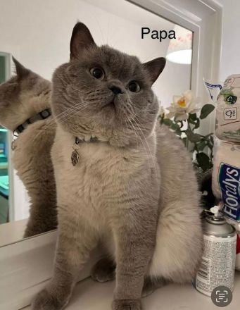 Reinrassige BKH BLH blue Point Kitten