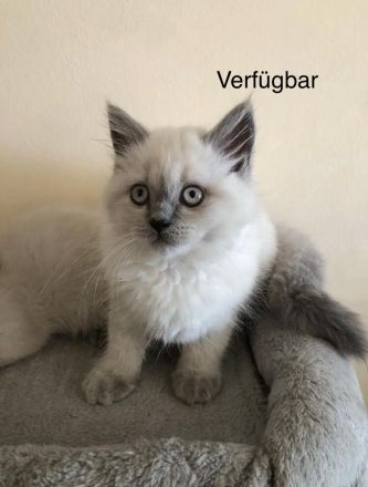 Reinrassige BKH BLH blue Point Kitten
