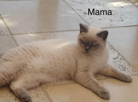 Reinrassige BKH BLH blue Point Kitten