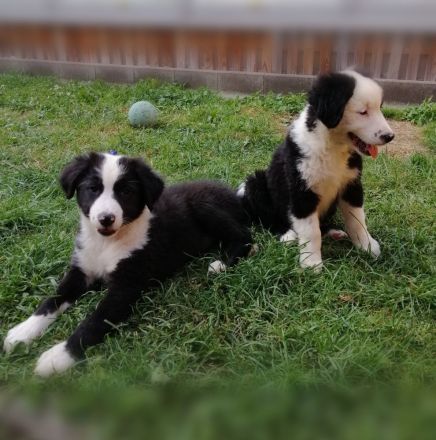 BEZAUBERNDE AUSTRALIAN SHEPHERD WELPEN