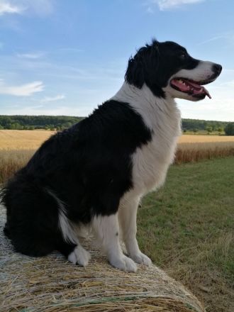 BEZAUBERNDE AUSTRALIAN SHEPHERD WELPEN