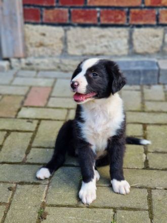 BEZAUBERNDE AUSTRALIAN SHEPHERD WELPEN