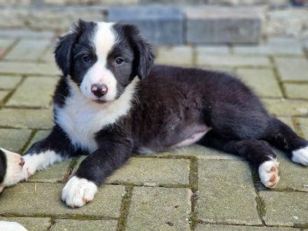 BEZAUBERNDE AUSTRALIAN SHEPHERD WELPEN