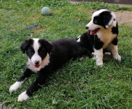 BEZAUBERNDE AUSTRALIAN SHEPHERD WELPEN
