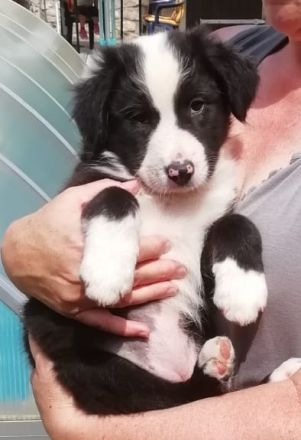 BEZAUBERNDE AUSTRALIAN SHEPHERD WELPEN