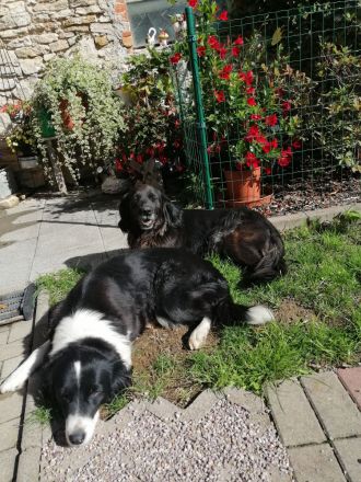 BEZAUBERNDE AUSTRALIAN SHEPHERD WELPEN