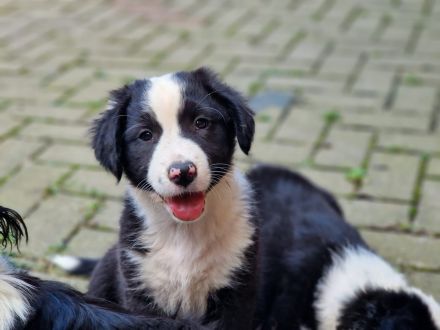 BEZAUBERNDE AUSTRALIAN SHEPHERD WELPEN