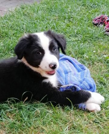 BEZAUBERNDE AUSTRALIAN SHEPHERD WELPEN