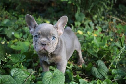 Französische Bulldogge