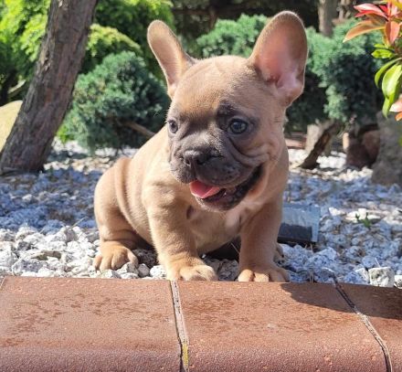 Französische Bulldogge