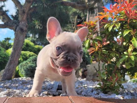 Französische Bulldogge