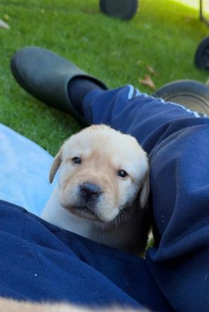 Reinrassige Labrador-Welpen suchen ein liebevolles Zuhause