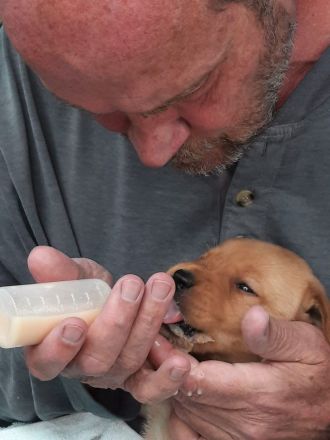 Reinrassige Labrador-Welpen suchen ein liebevolles Zuhause