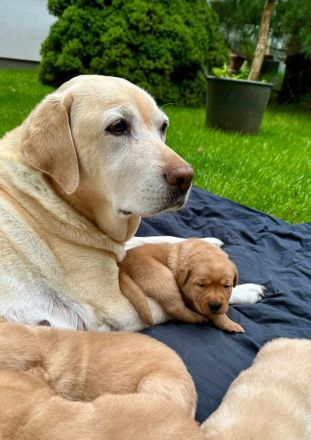 Reinrassige Labrador-Welpen suchen ein liebevolles Zuhause