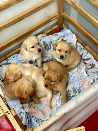 Reinrassige Labrador-Welpen suchen ein liebevolles Zuhause