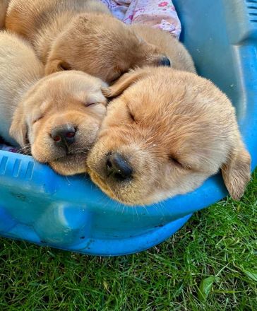 Reinrassige Labrador-Welpen suchen ein liebevolles Zuhause