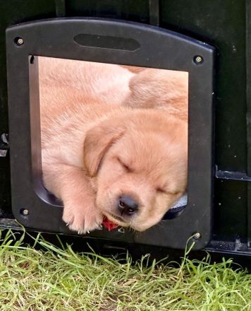 Reinrassige Labrador-Welpen suchen ein liebevolles Zuhause
