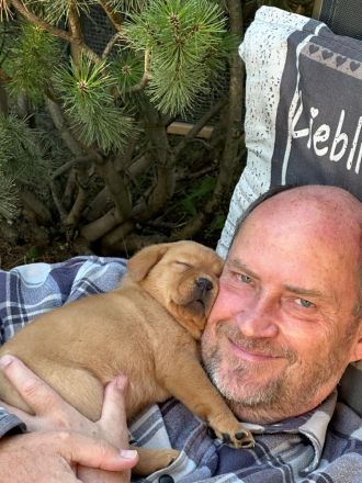 Reinrassige Labrador-Welpen suchen ein liebevolles Zuhause