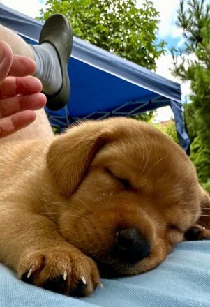 Reinrassige Labrador-Welpen suchen ein liebevolles Zuhause