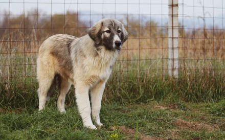 Prachtvoller Bjarni sucht ein liebevolles Zuhause