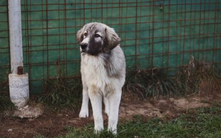 Prachtvoller Bjarni sucht ein liebevolles Zuhause