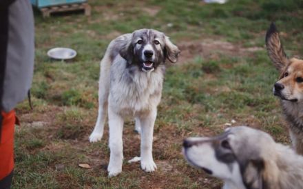 Prachtvoller Bjarni sucht ein liebevolles Zuhause