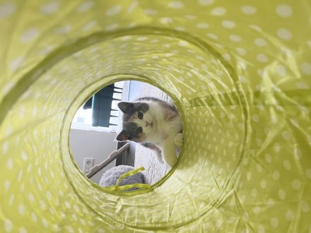 Britische kurze Haare