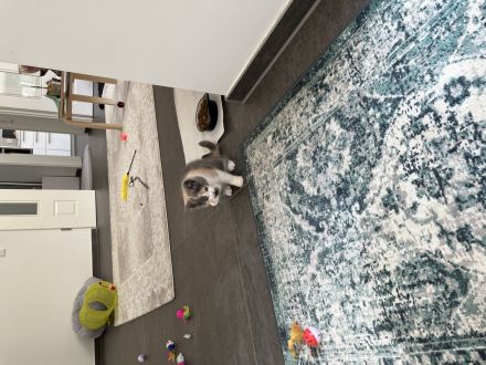 Britische kurze Haare