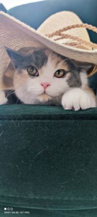 Britische kurze Haare