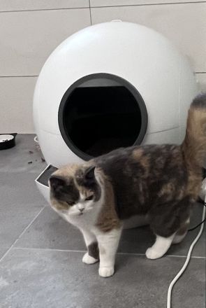 Britische kurze Haare