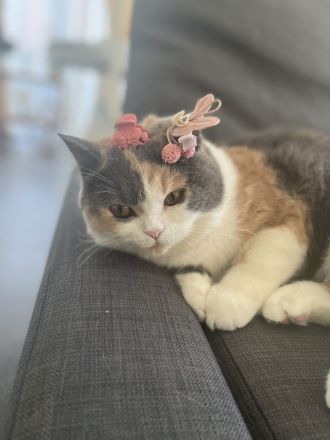 Britische kurze Haare