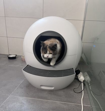 Britische kurze Haare