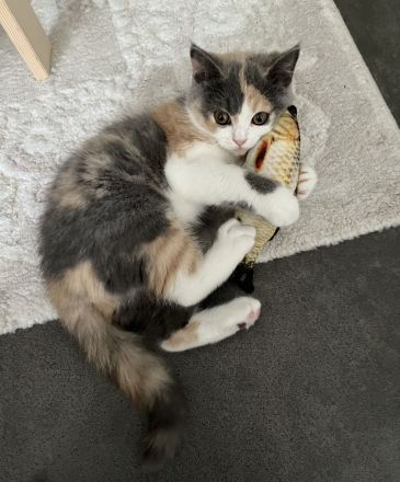 Britische kurze Haare