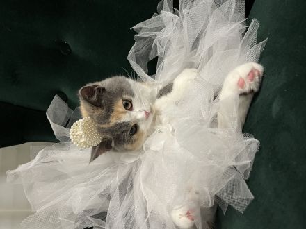 Britische kurze Haare