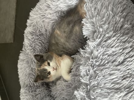 Britische kurze Haare