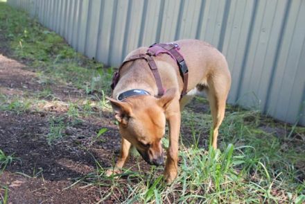 Melba, Schäferhund-Bulldoggenmix, geb. 2023, aktive, liebe Junghündin