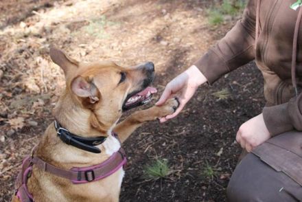 Melba, Schäferhund-Bulldoggenmix, geb. 2023, aktive, liebe Junghündin