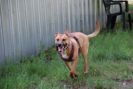 Melba, Schäferhund-Bulldoggenmix, geb. 2023, aktive, liebe Junghündin