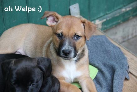 Melba, Schäferhund-Bulldoggenmix, geb. 2023, aktive, liebe Junghündin