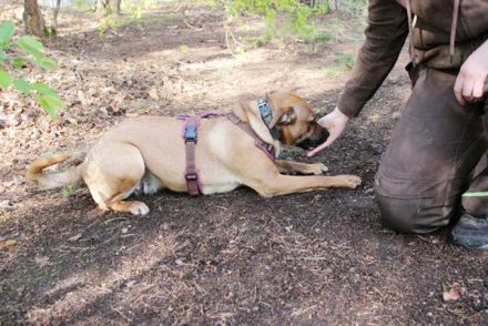 Melba, Schäferhund-Bulldoggenmix, geb. 2023, aktive, liebe Junghündin
