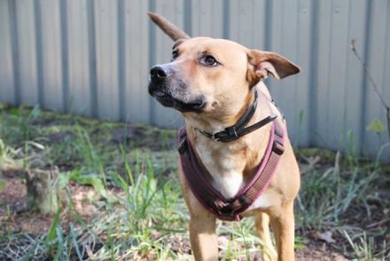 Melba, Schäferhund-Bulldoggenmix, geb. 2023, aktive, liebe Junghündin