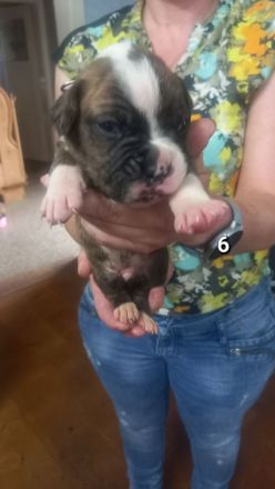 Boxer Welpen