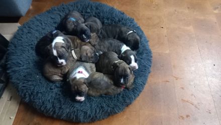 Boxer Welpen